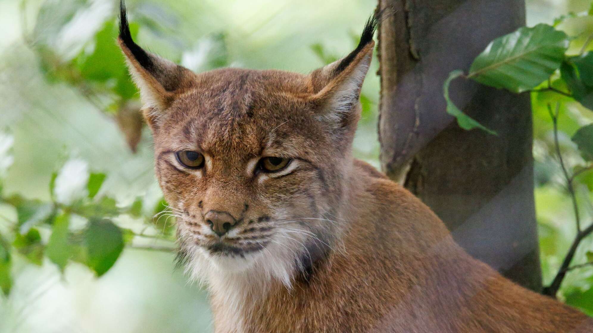 Luchs im Nürnberger Tiergarten