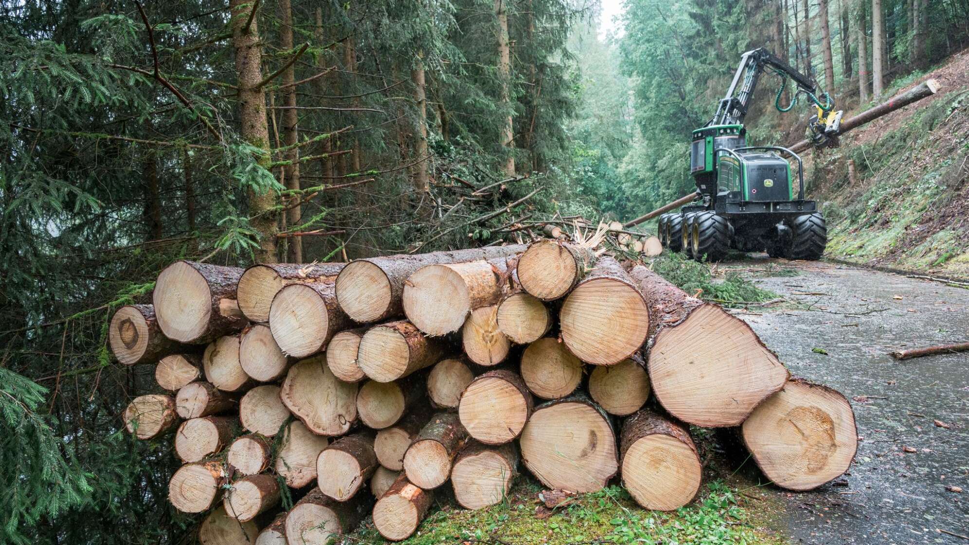 Borkenkäfer-Taskforce im Frankenwald