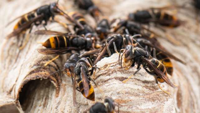 Asiatische Hornisse breitet sich in Bayern aus