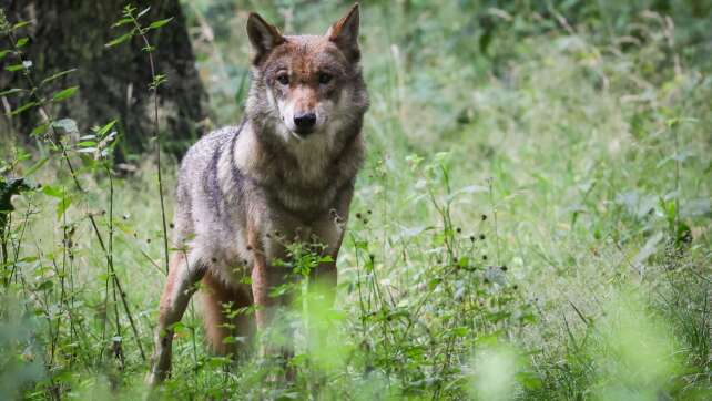 Bayerns Wolfsverordnung wieder in Kraft - Bund klagt erneut