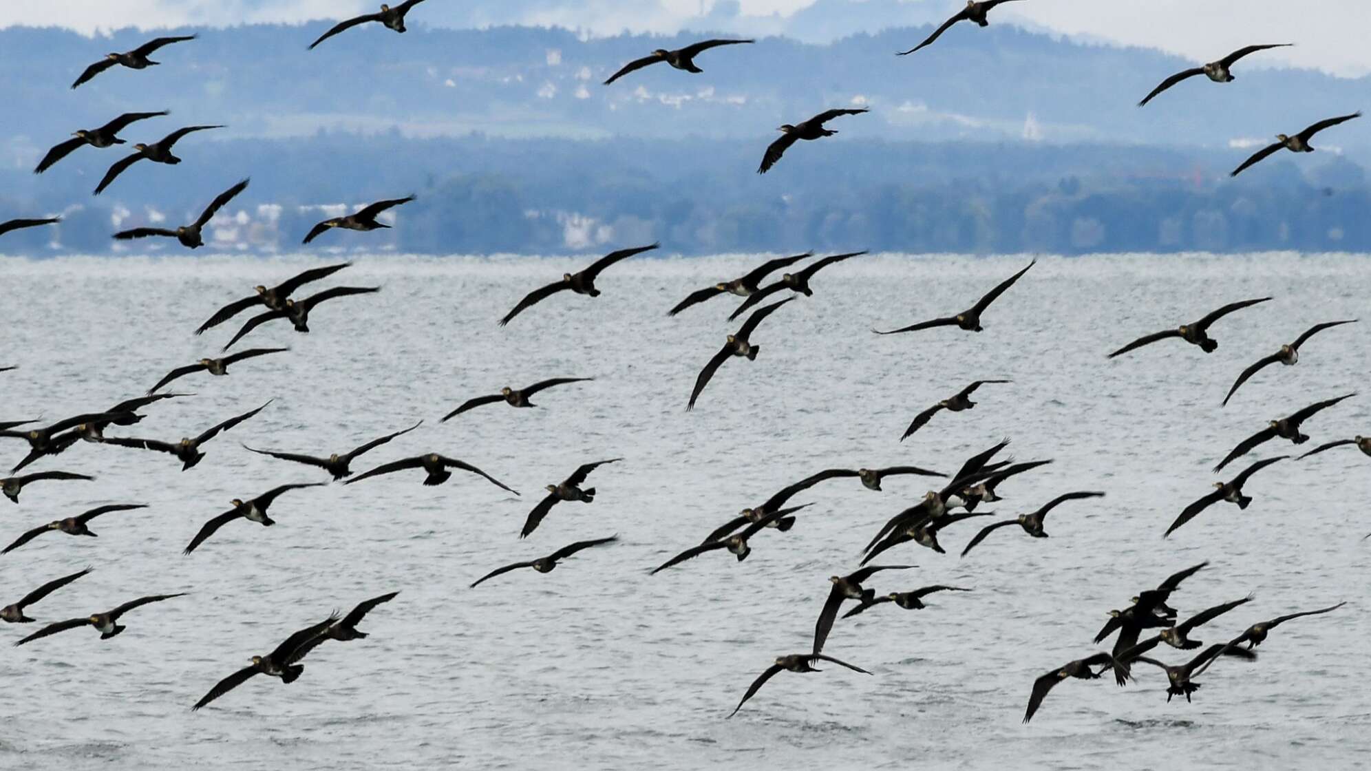 Kormorane am Bodensee