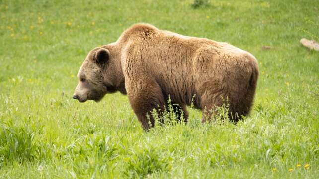 Ein Bär im Allgäu? - Soldaten melden Sichtung