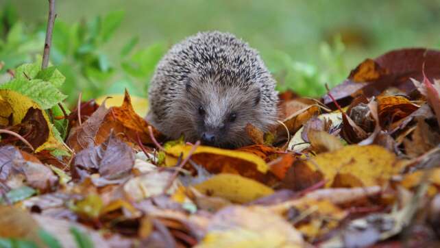 Igel jetzt besonders aktiv - Tierstationen päppeln viele auf