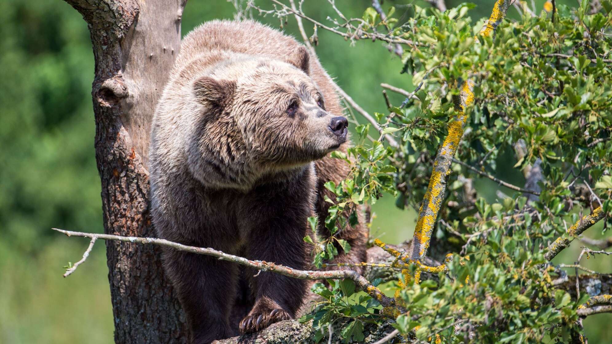 Braunbär im Wildpark