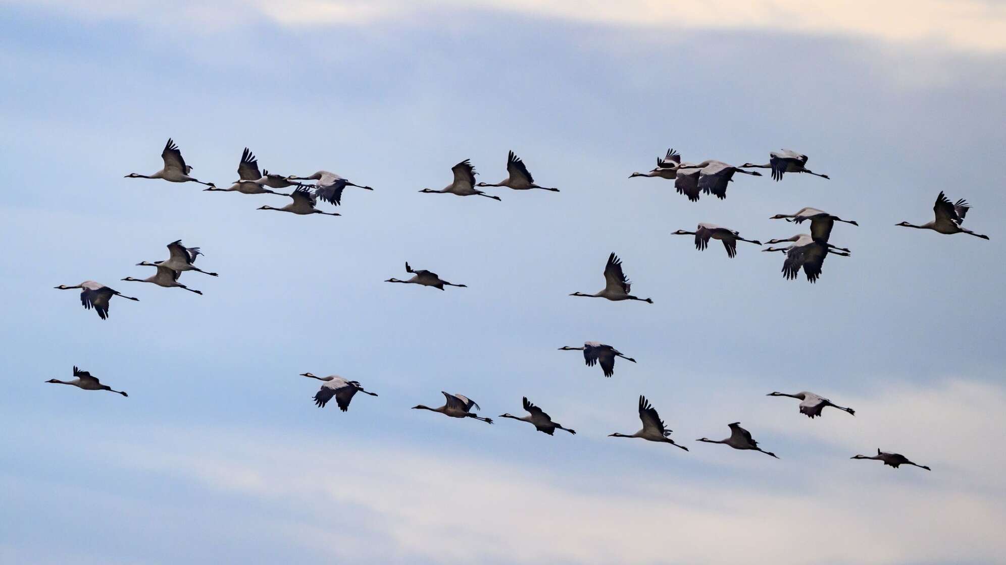 Kraniche fliegen Richtung Süden