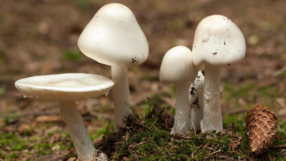 Amanita virosa Knollenblätterpilz