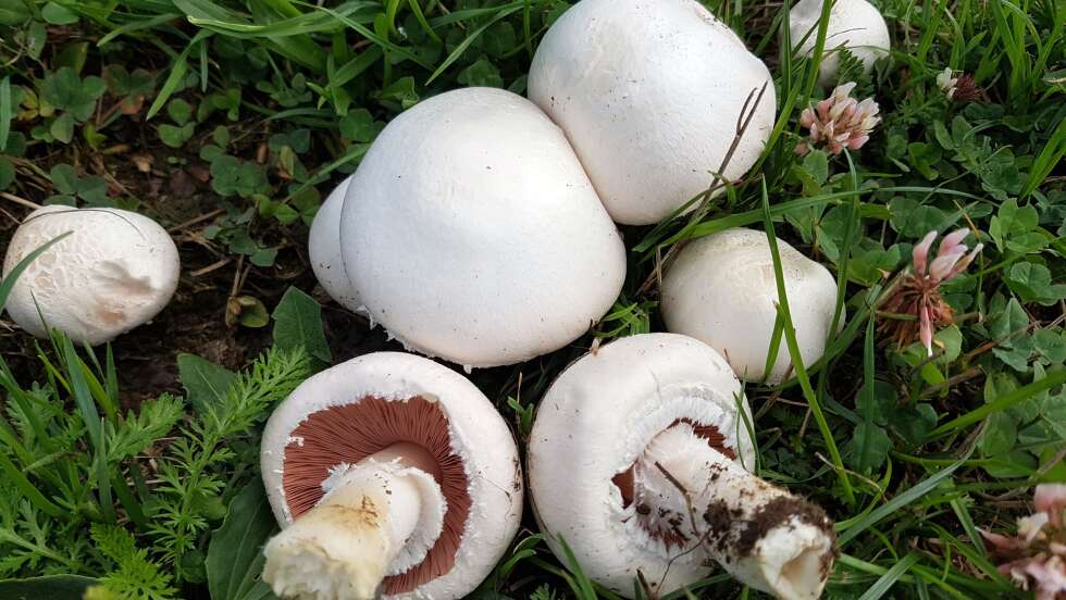 Wiesenchampignon