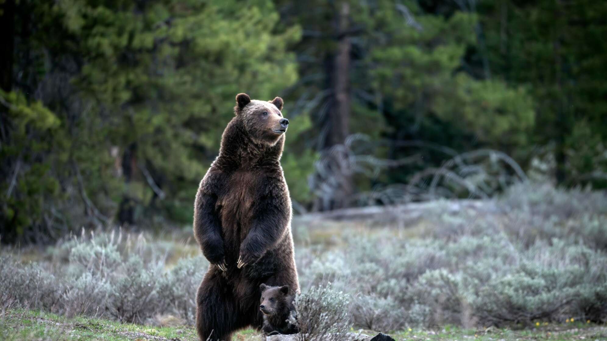 Berühmter Grizzly 399 in den USA getötet