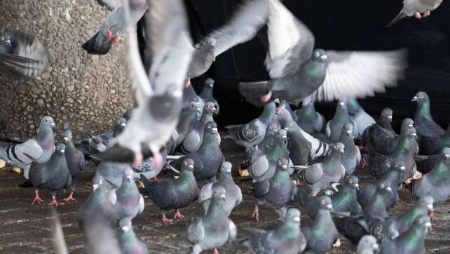 200 Tauben aus Limburg gerettet