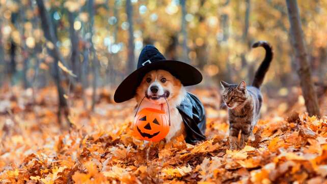 Halloween mit Hund und Katze: Darauf solltet ihr achten