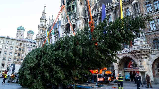 Christbaum auf dem Marienplatz aufgestellt