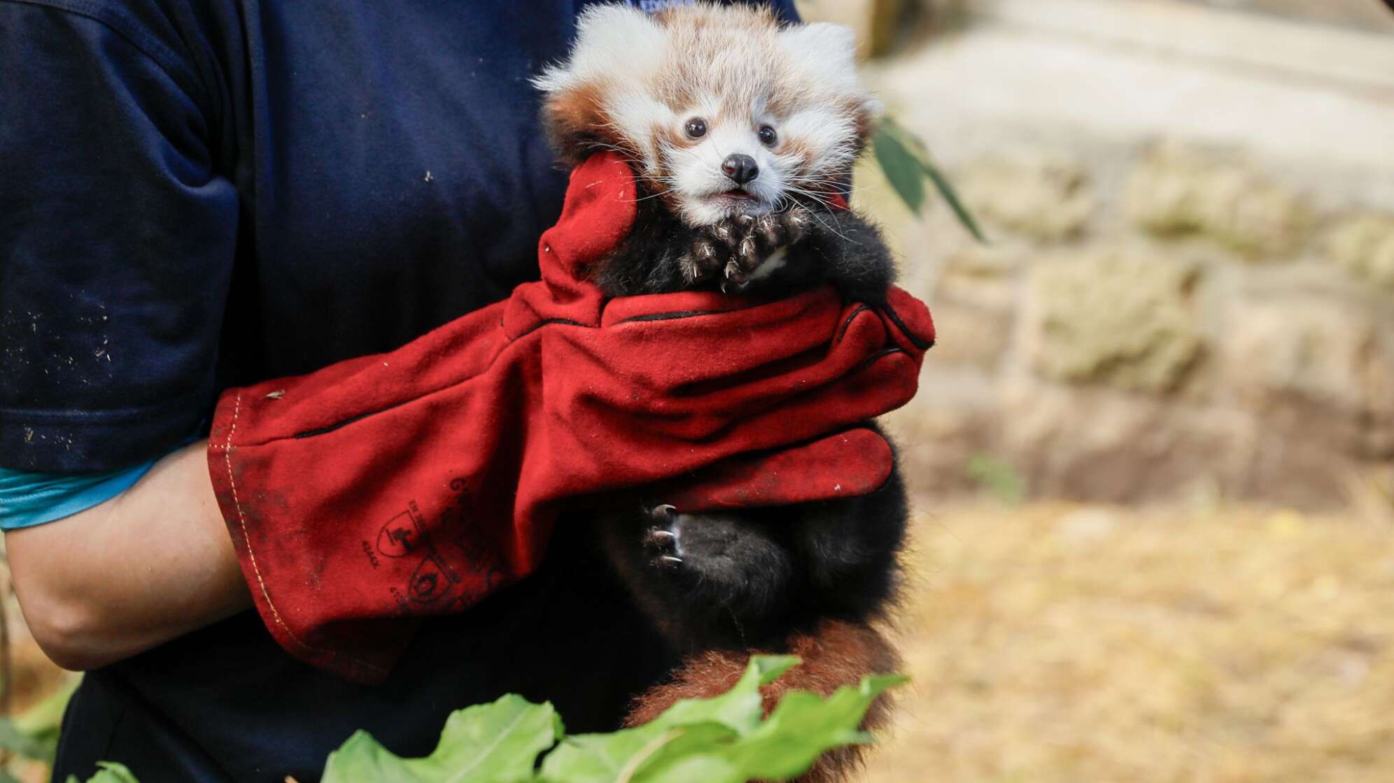 Roter Panda gestorben: Zoo gibt Feuerwerk die Schuld