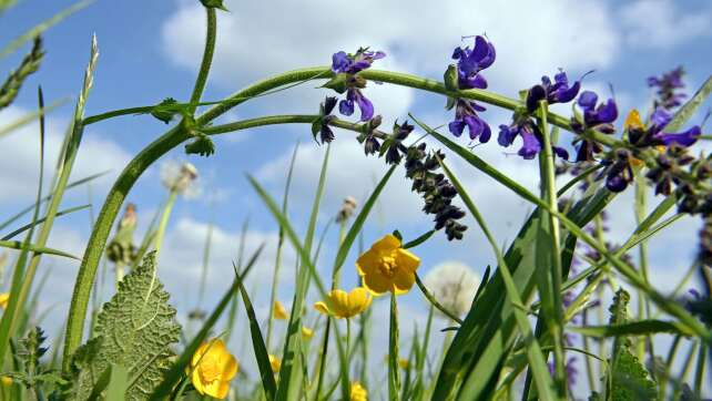 Deutschland wegen zu wenig Naturschutz für Wiesen verurteilt