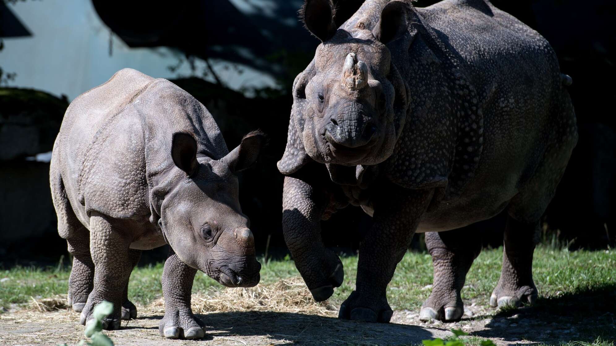 Nashorn-Mama Rapti gestorben