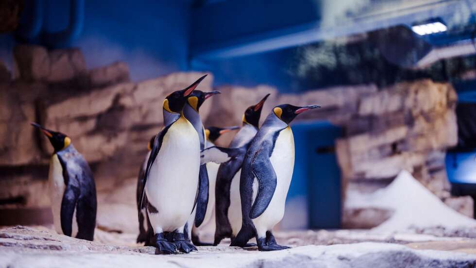 Pinguine zurück im Tierpark Hellabrunn – Alles über die Königspinguine und Felsenpinguine!