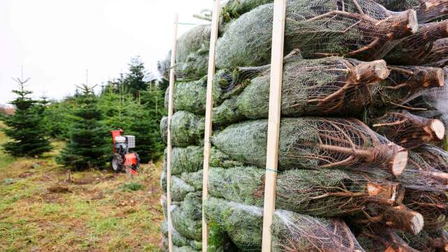 Weihnachtsbaum-Saison startet