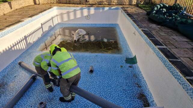 «Wellness-Tag»: Feuerwehr rettet trächtige Kuh aus Pool