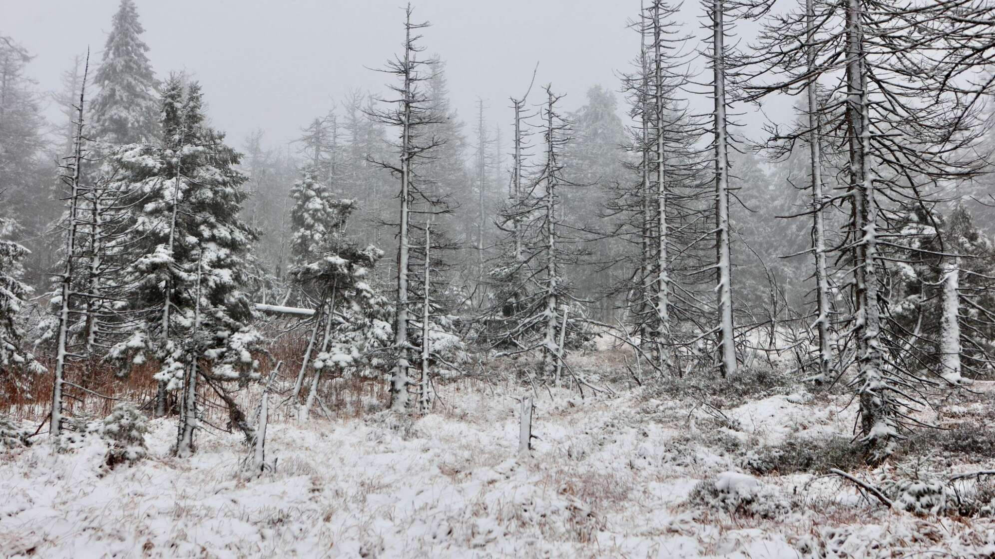 Schnee im Oberharz - Wetter