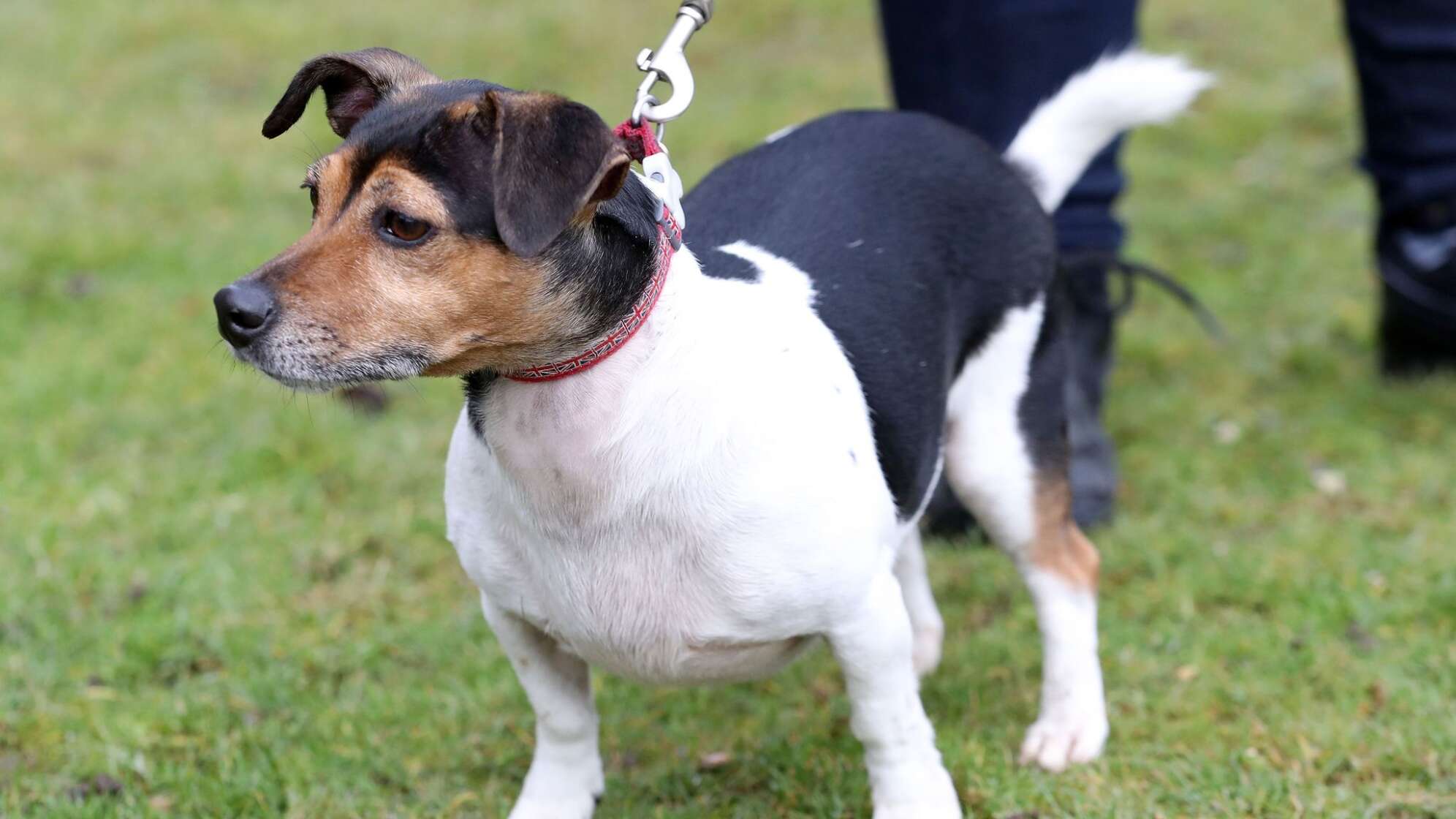 Königin Camilla trauert um einen ihrer Hunde