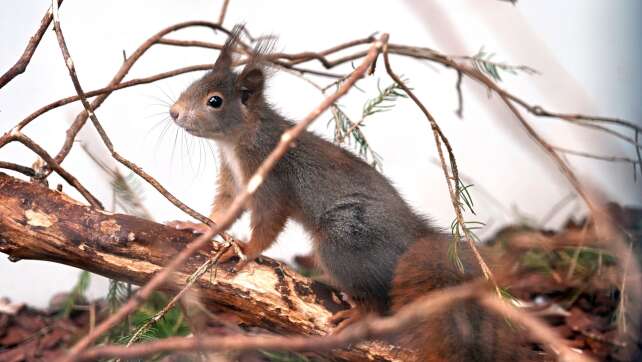 Straßenbrücke für Eichhörnchen - Seil hilft beim Überqueren