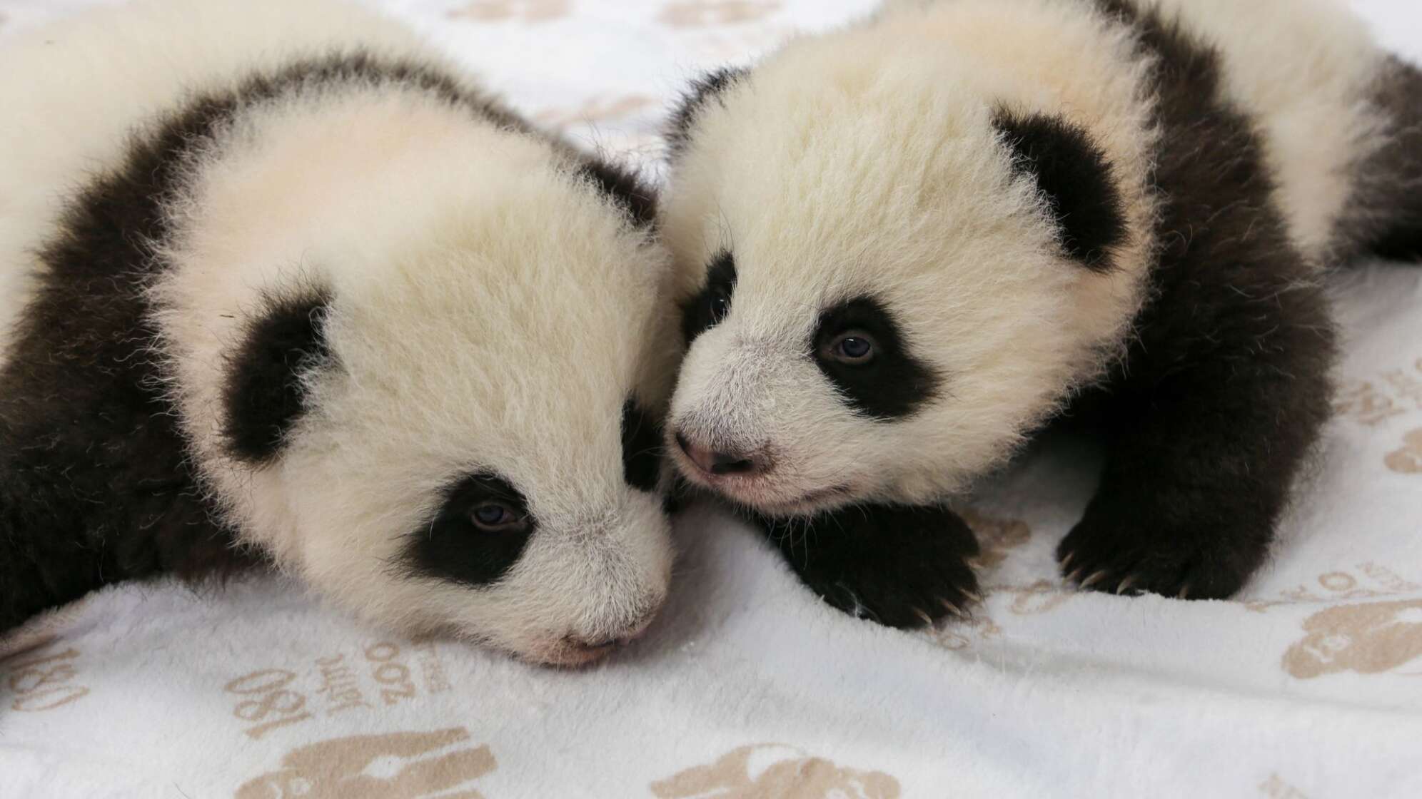 Panda-Zwillinge im Berliner Zoo