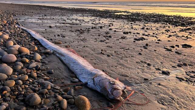 Von wegen Weltuntergang - Forschende begeistert über Fische