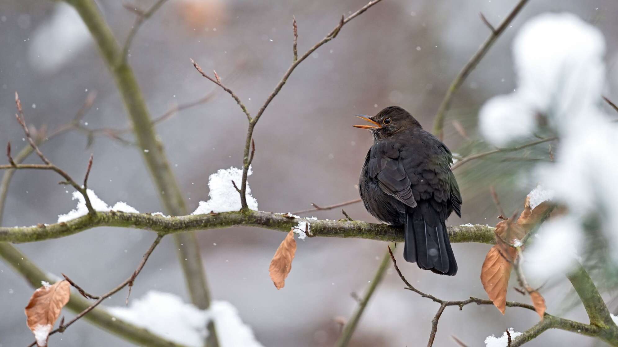 Amsel