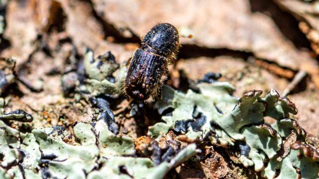 Weniger Borkenkäfer-Schäden im Bayerischen Wald