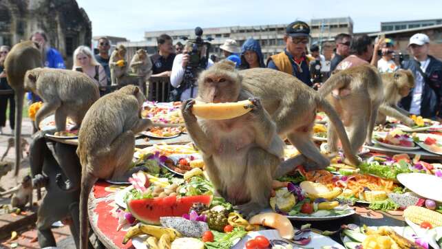 Ein Bankett als Dankeschön: Festmahl für Affen in Thailand