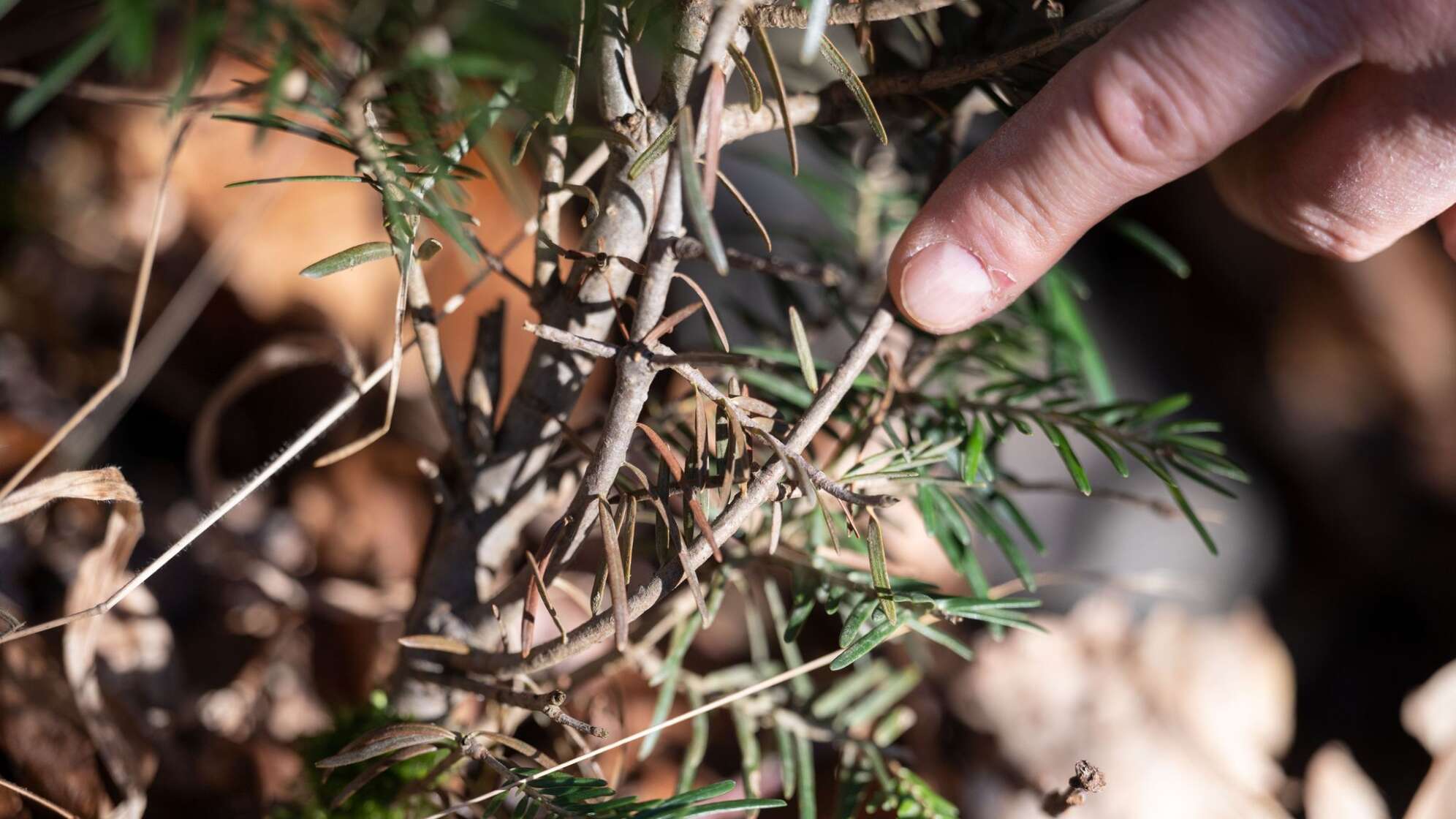 Baum mit Wildverbiss